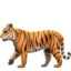 :tiger2: 🐅